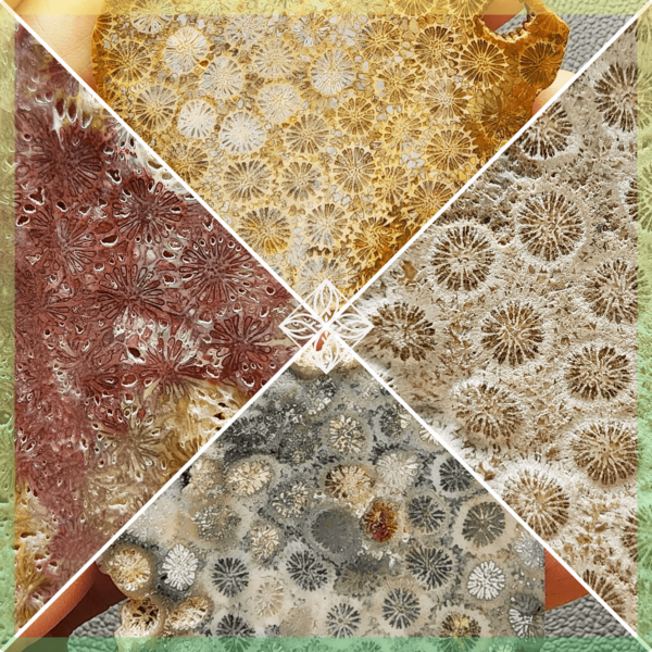 S20260921 Polished Fossilized Coral Slab #3