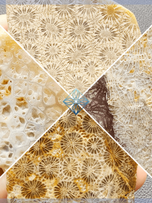 Polished Fossilized Coral Slab #1