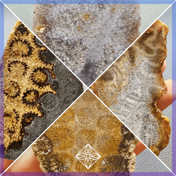 S20260923 Polished Fossilized Coral Slab #2