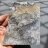 20260828_133102 Fossilized Coral Slab C1343 (unpolished)