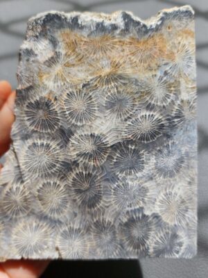 20260828_133102 Fossilized Coral Slab C1343 (unpolished)