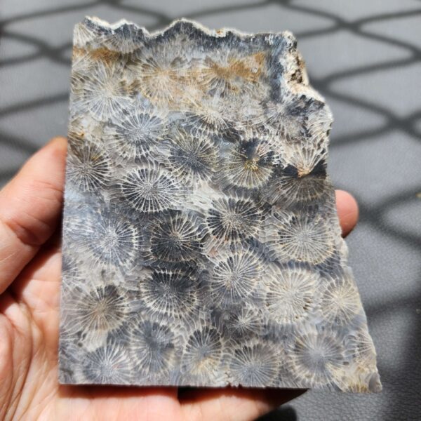 20260828_133107 Fossilized Coral Slab C1343 (unpolished)