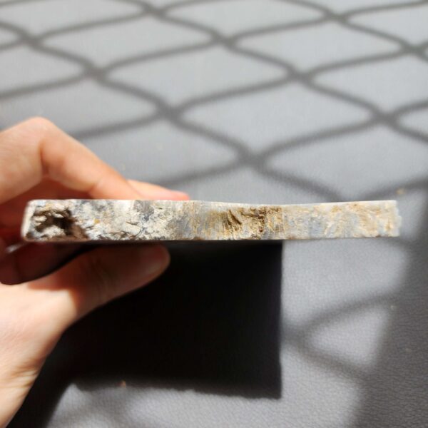 20260828_133113 Fossilized Coral Slab C1343 (unpolished)