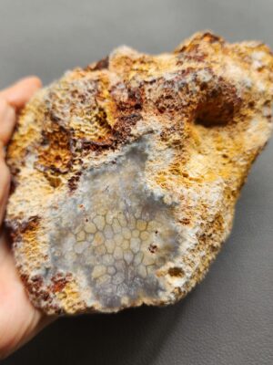 20260828_133646 Fossilized Coral Stone C1352