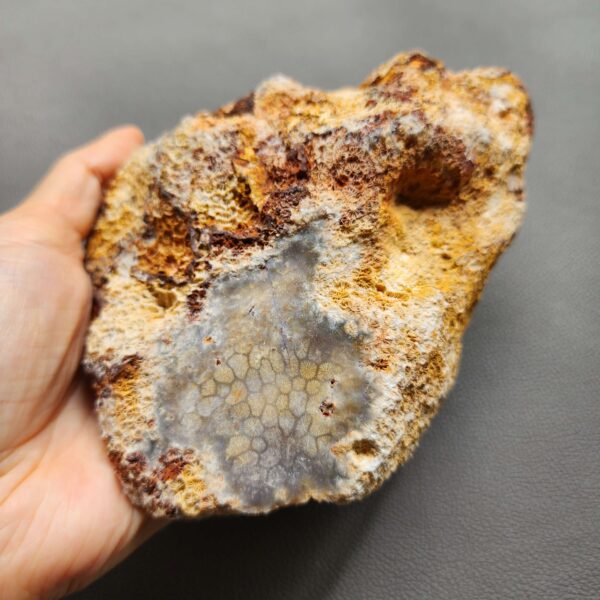 20260828_133646 Fossilized Coral Stone C1352