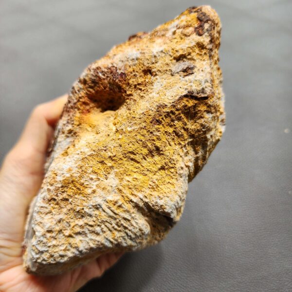 20260828_133651 Fossilized Coral Stone C1352