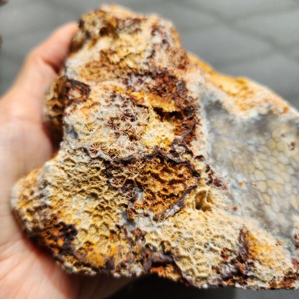 20260828_133720 Fossilized Coral Stone C1352