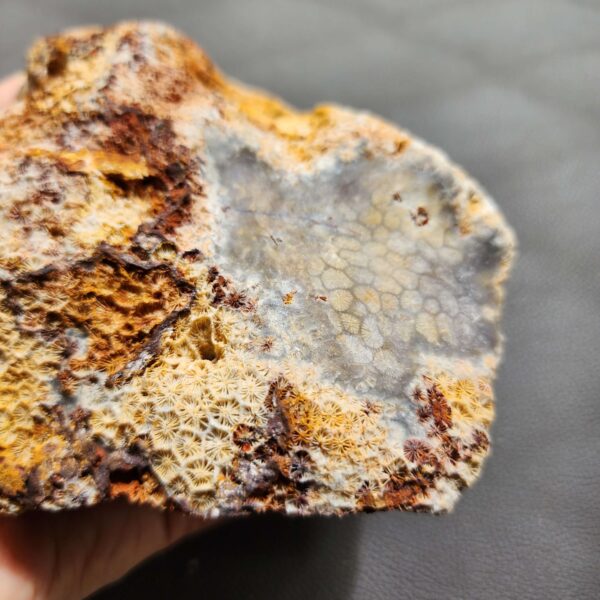 20260828_133722 Fossilized Coral Stone C1352