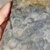 20260829_081856 Fossilized Coral Slab C1343 (unpolished)
