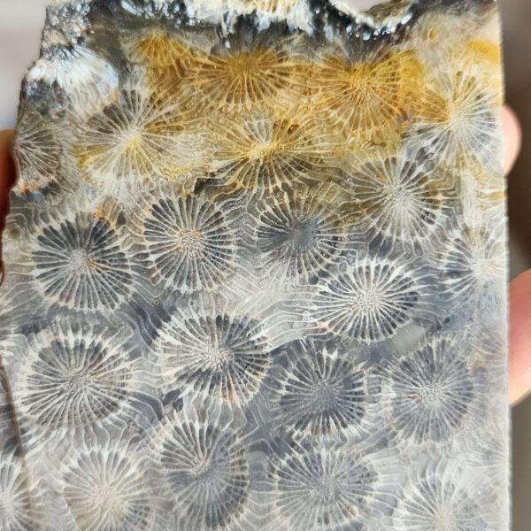 20260829_081902 Fossilized Coral Slab C1343 (unpolished)