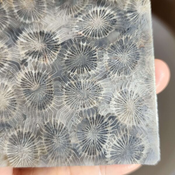 20260829_081911 Fossilized Coral Slab C1343 (unpolished)