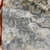 20260829_081929 Fossilized Coral Slab C1343 (unpolished)