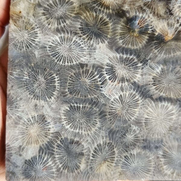 20260829_081929 Fossilized Coral Slab C1343 (unpolished)