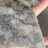20260829_081932 Fossilized Coral Slab C1343 (unpolished)