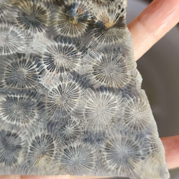 20260829_081932 Fossilized Coral Slab C1343 (unpolished)