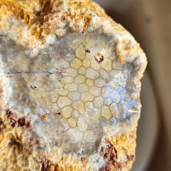 20260829_082752 Fossilized Coral Stone C1352