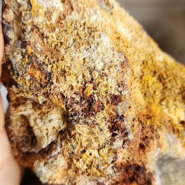 20260829_082815 Fossilized Coral Stone C1352