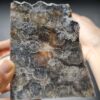 20260829_142151 Fossilized Coral Slab C1343 (unpolished)