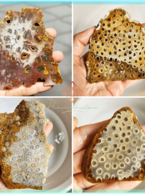 S20260911 Fossilized Coral Slabs (unpolished)
