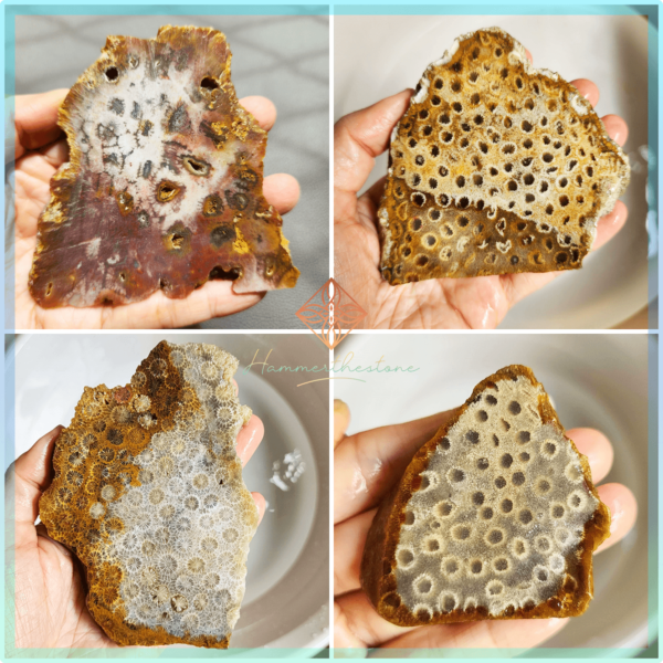 Fossilized Coral Slabs (unpolished)