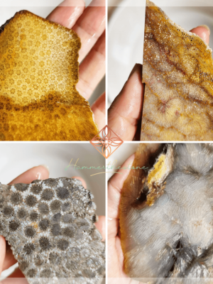 S20260924 Fossilized Coral Slabs #2 (unpolished)
