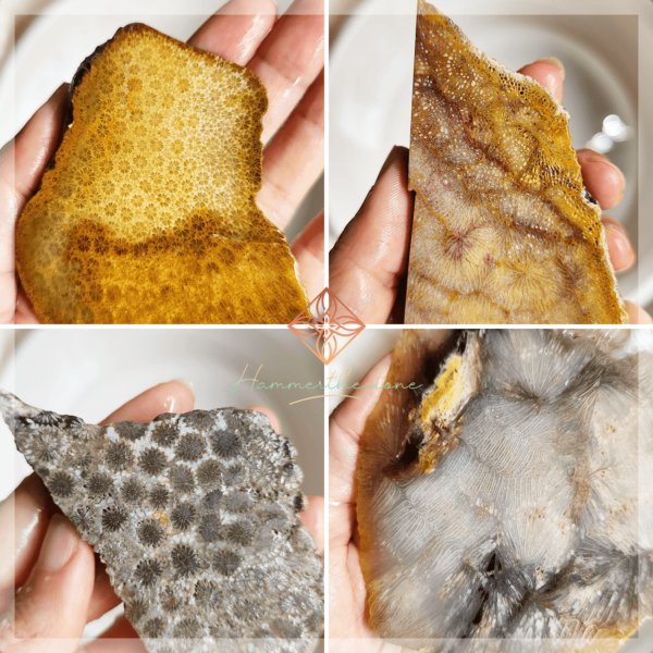 S20260924 Fossilized Coral Slabs #2 (unpolished)